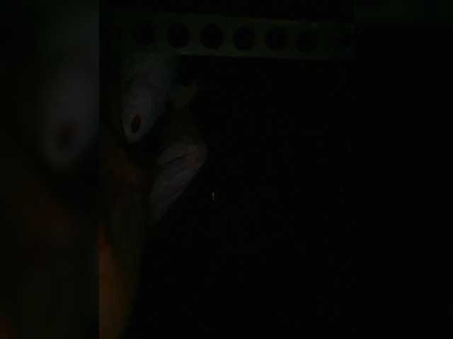 Preview of petrafrancesa2