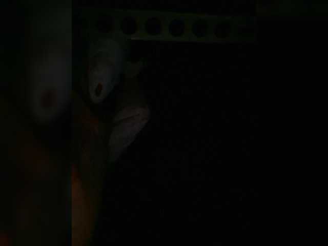 Preview of petrafrancesa2