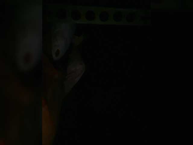 Preview of petrafrancesa2