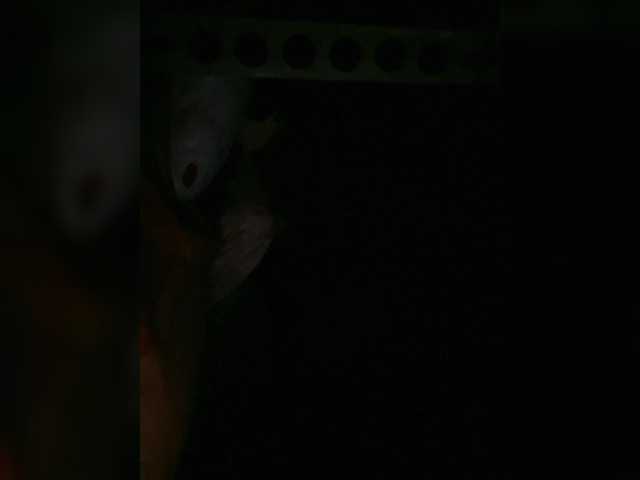 Preview of petrafrancesa2