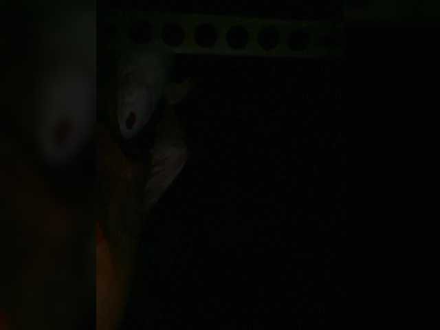 Preview of petrafrancesa2