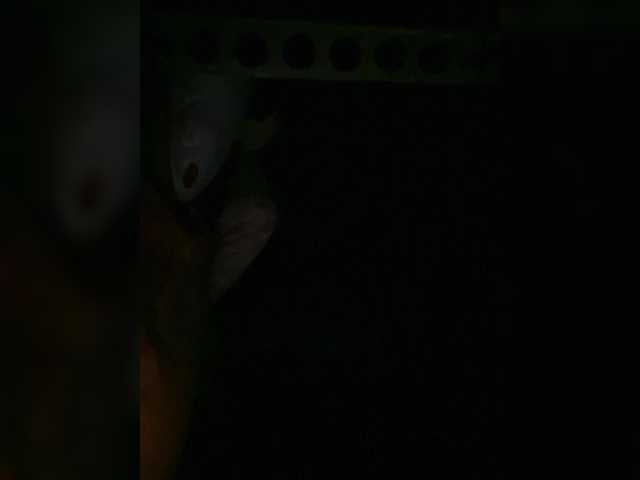 Preview of petrafrancesa2