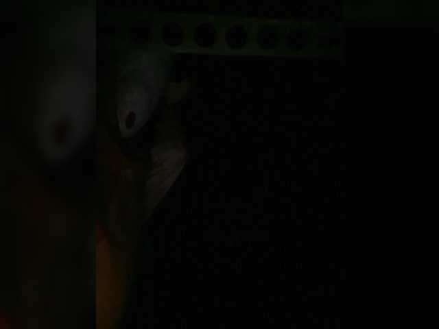 Preview of petrafrancesa2