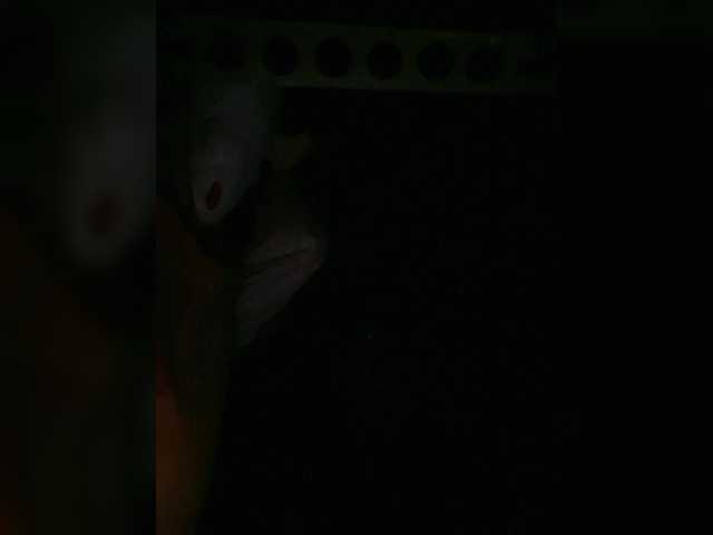 Preview of petrafrancesa2