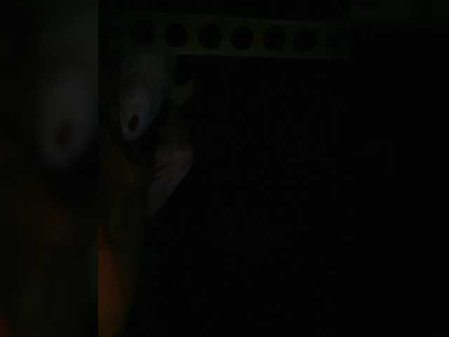 Preview of petrafrancesa2