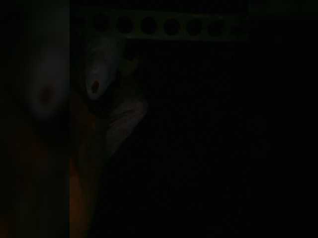 Preview of petrafrancesa2