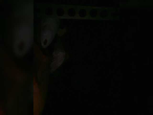 Preview of petrafrancesa2