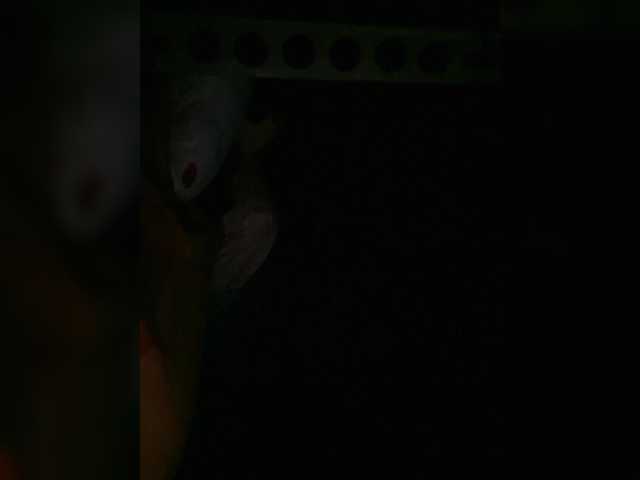 Preview of petrafrancesa2