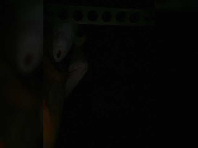 Preview of petrafrancesa2