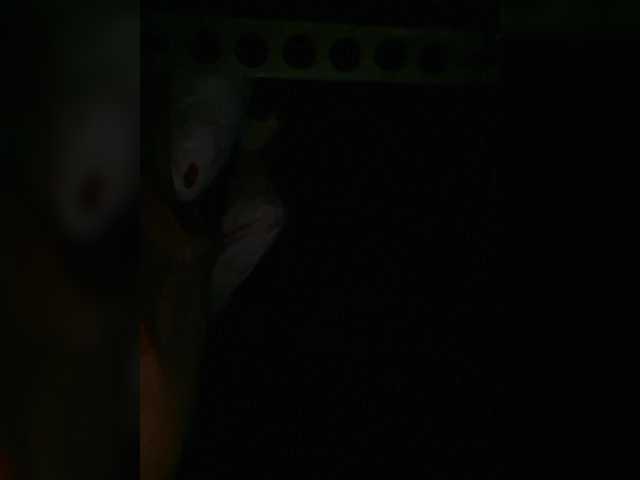 Preview of petrafrancesa2