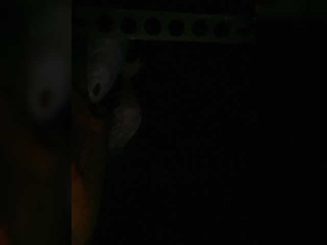 Preview of petrafrancesa2