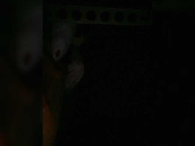 Preview of petrafrancesa2