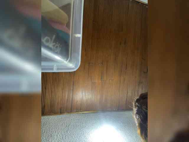 Pamela-Velvet webcam