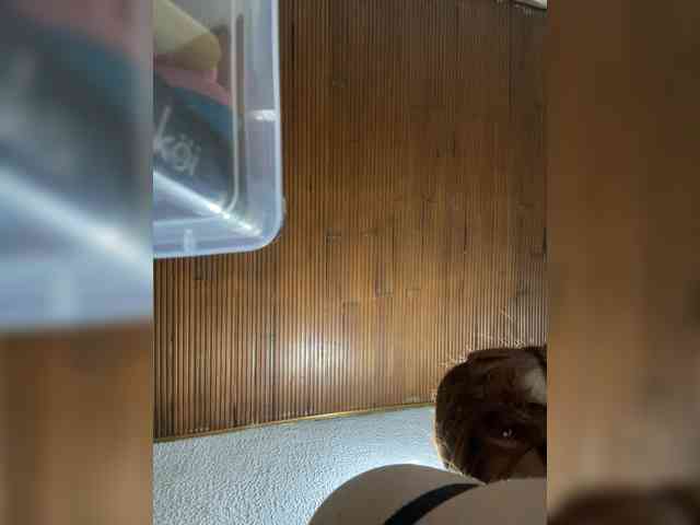 Pamela-Velvet webcam