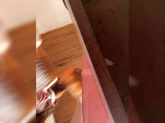 Pamela-Velvet Pamela-Velvet