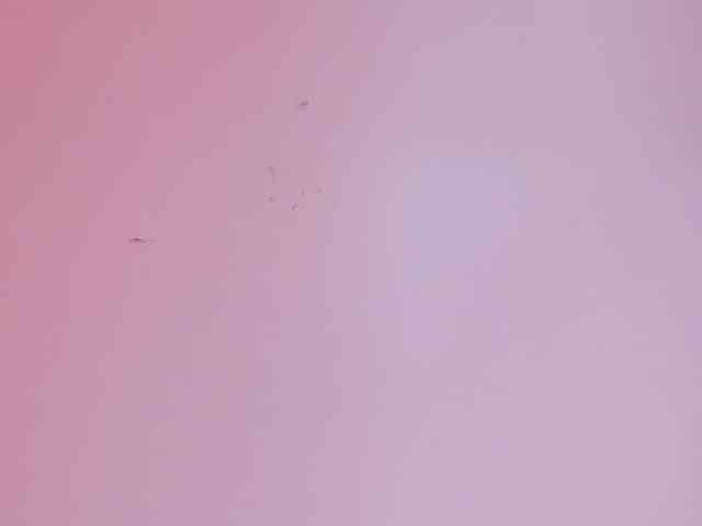 Pamela-Velvet Pamela-Velvet