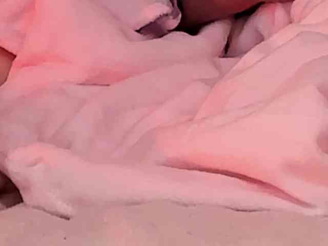 Pamela-Velvet Pamela-Velvet