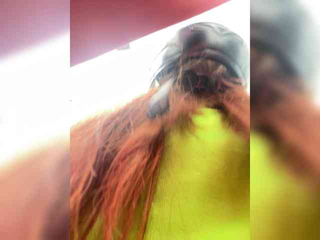 Pamela-Velvet webcam