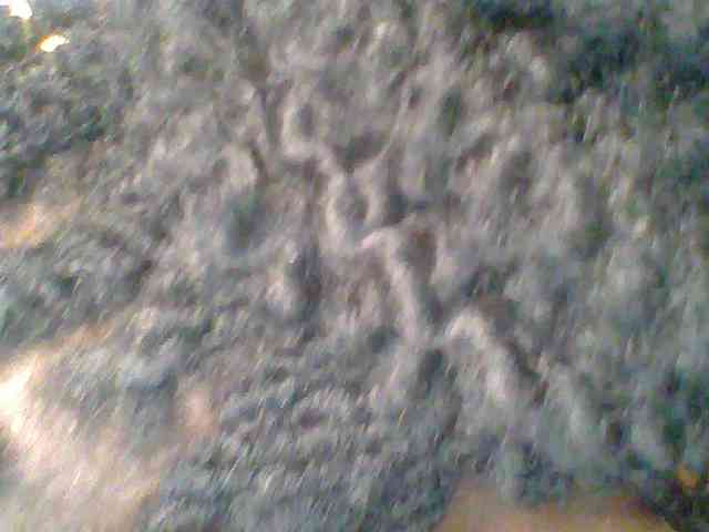 chocolate-brownie webcam