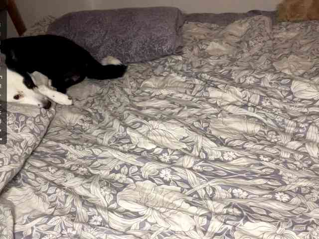 AlmetaGentili webcam