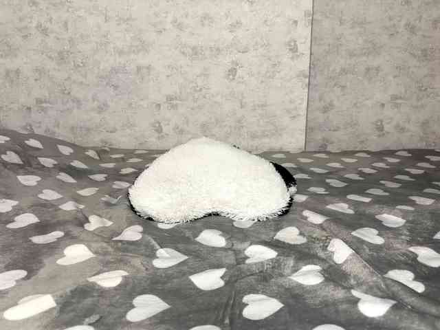 KittyNolick KittyNolick