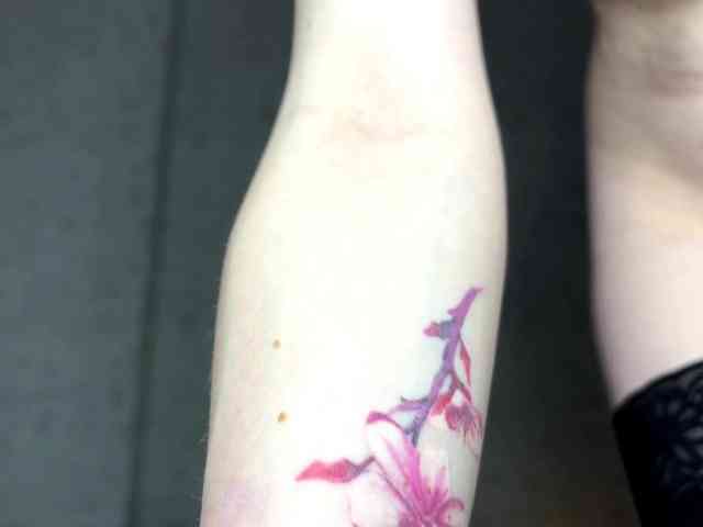 KittyNolick KittyNolick