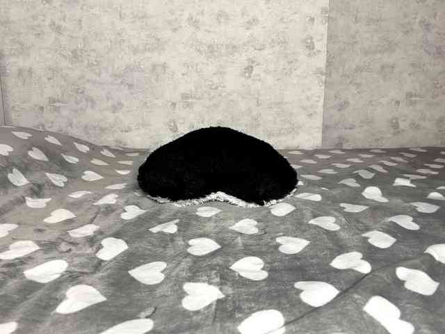 KittyNolick KittyNolick