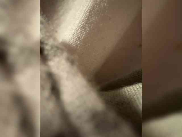 Fafancultiaete webcam