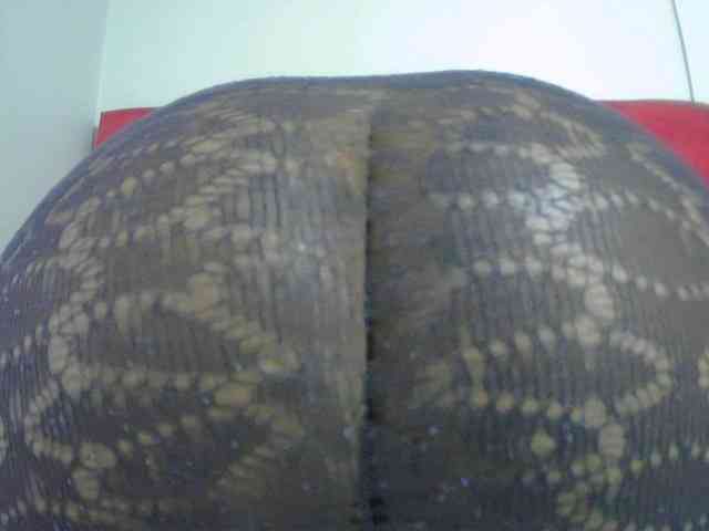 Assqueen webcam