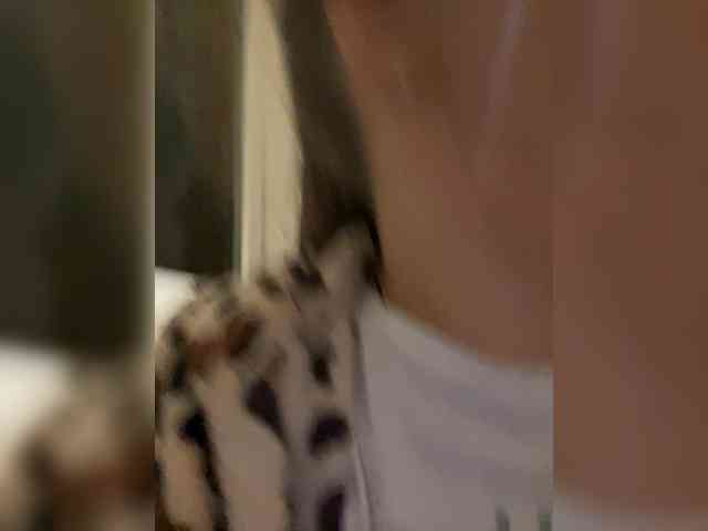 Neisi webcam