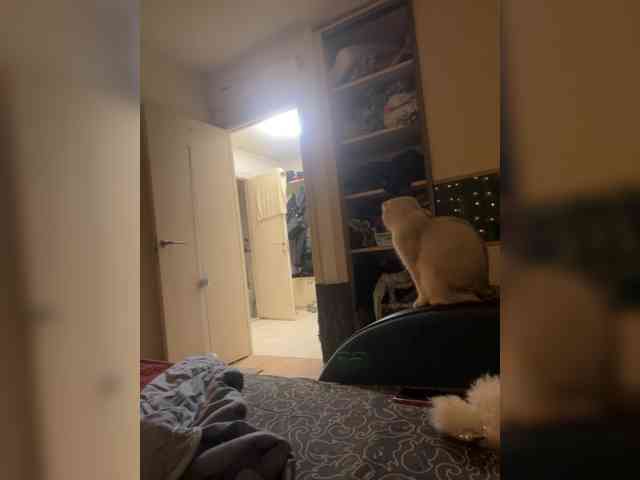 Alyonushka-And-Ivanushka webcam