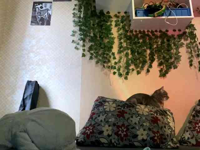 ShelliKvek webcam