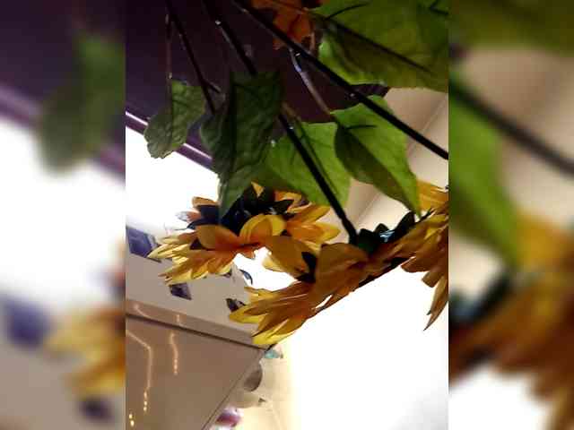 PanteraNeagra webcam