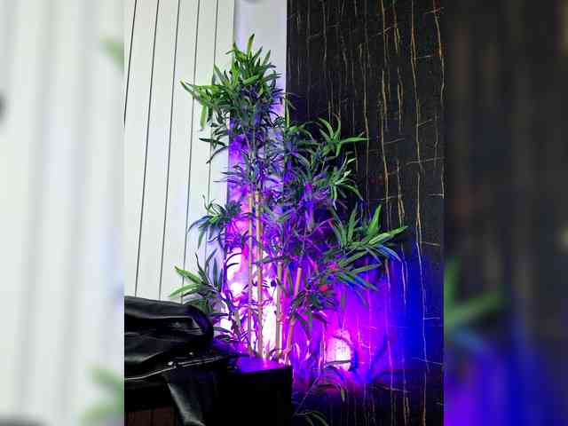 AliceReus webcam