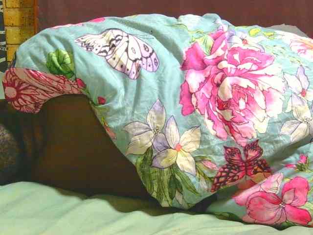 AngelBlackChoco webcam