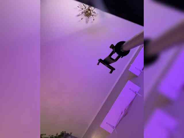 NightMint webcam