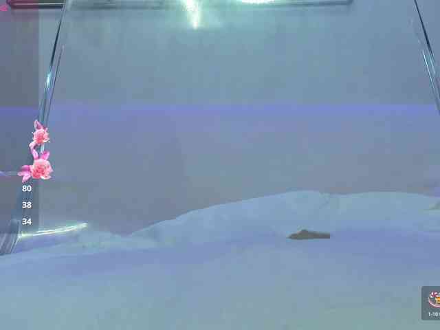 VikaFever webcam