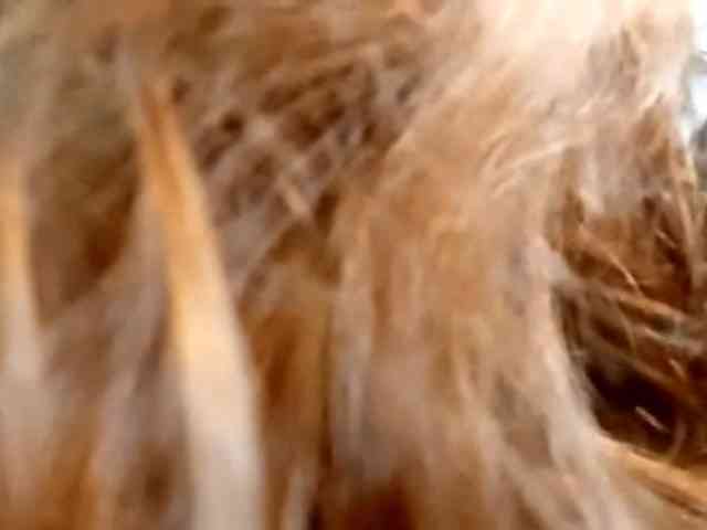 LatoshaBonkowski webcam