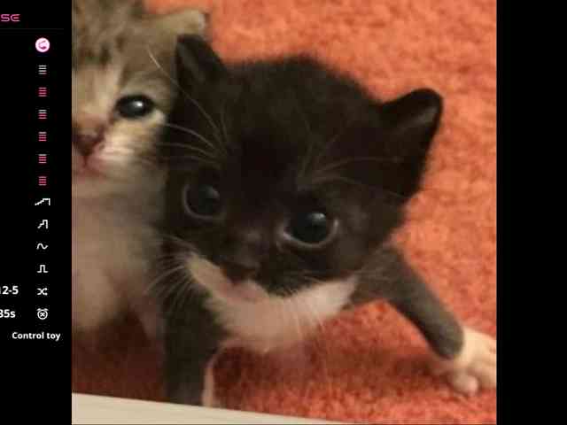 JohnaBechel webcam