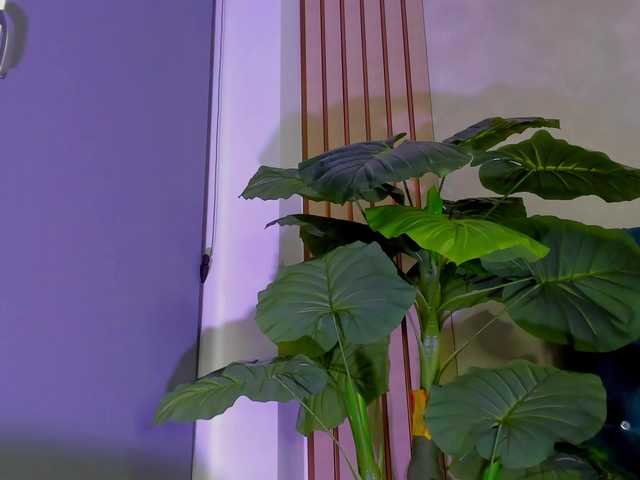 AsshleySing's BongaCams show and profile