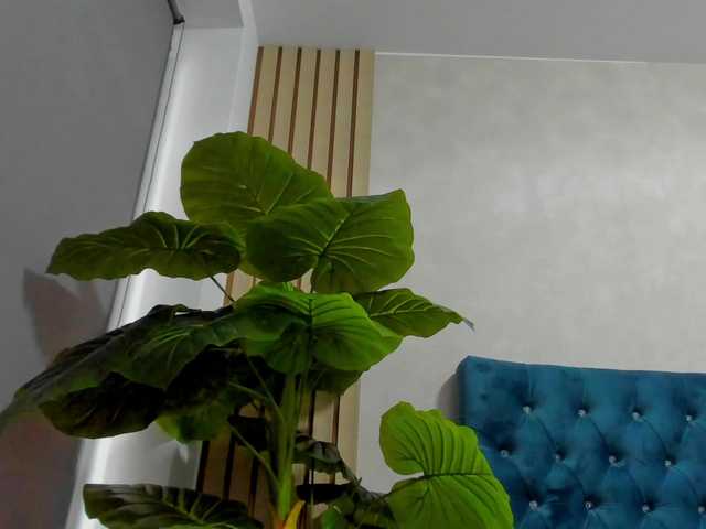 AsshleySing's BongaCams show and profile