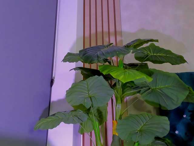 AsshleySing – webcam model profile photo