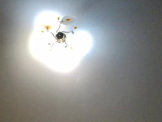 LisaOlesya Porn Show