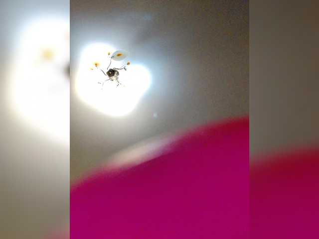 MilfaSguirt's BongaCams show and profile