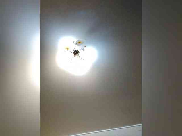 KhuremSultanswife webcam