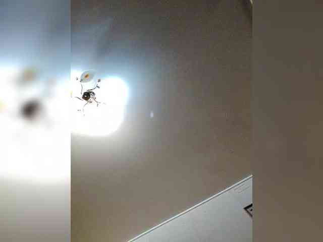 KhuremSultanswife webcam