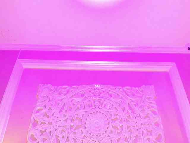 Marian-Reynolds webcam