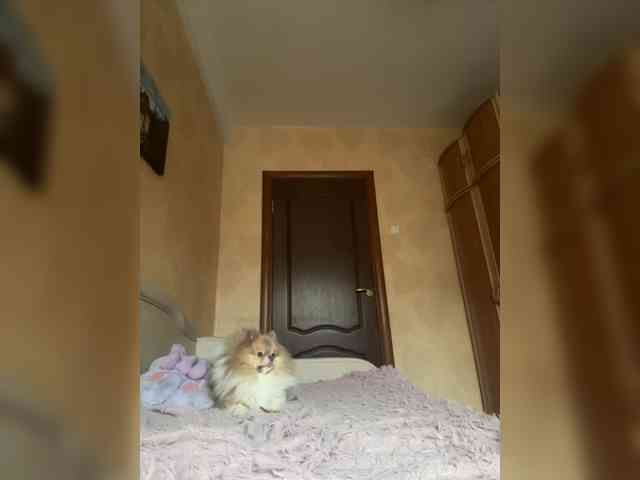 Arisharisha Arisharisha