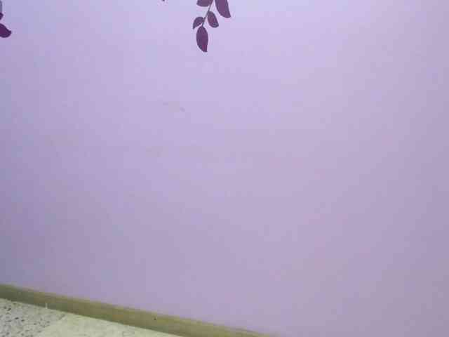 sweett-miaa webcam