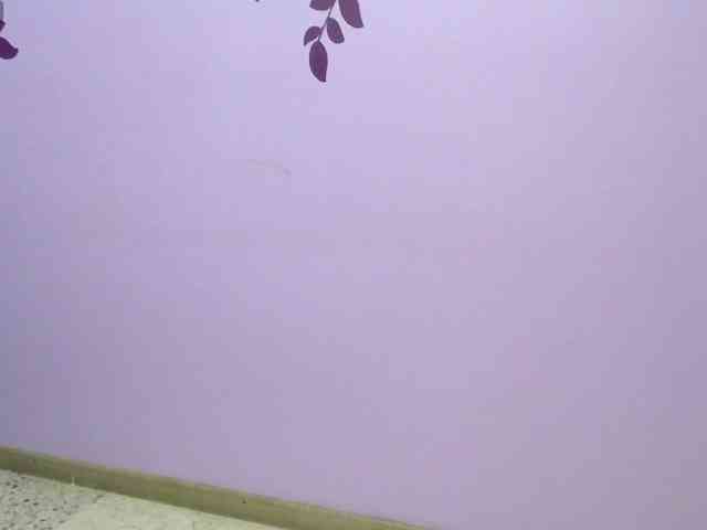 sweett-miaa webcam